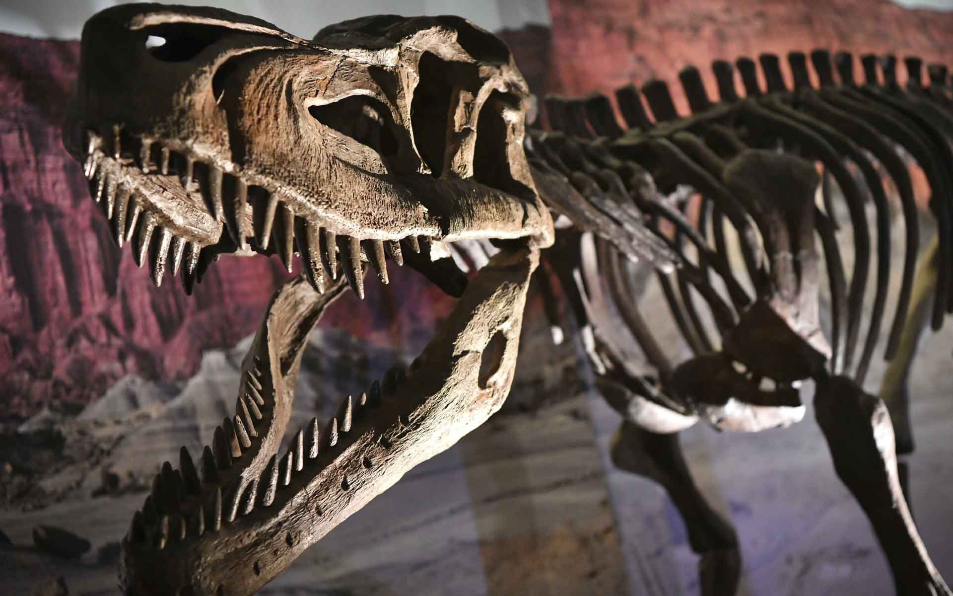 고생물학 박물관 (Site Museum)